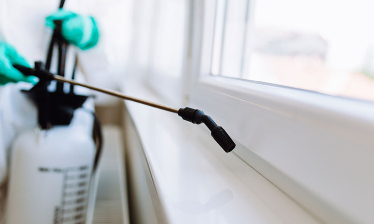 شركة مكافحة قوارض في دبي