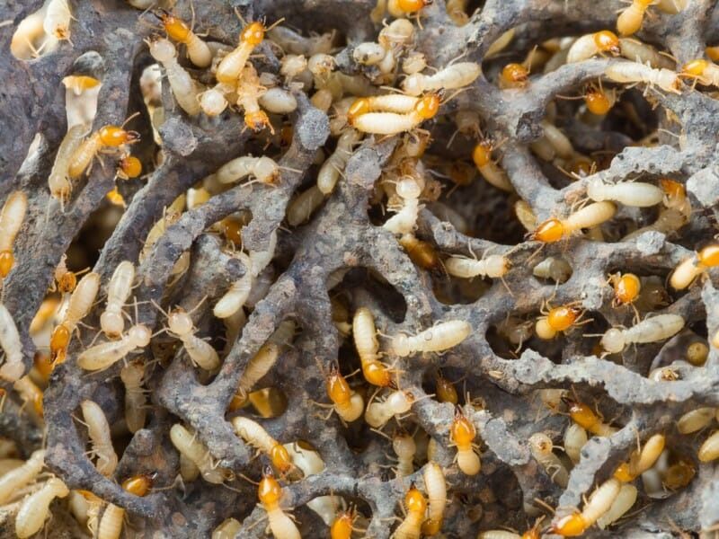 شركة مكافحة نمل أبيض في دبي