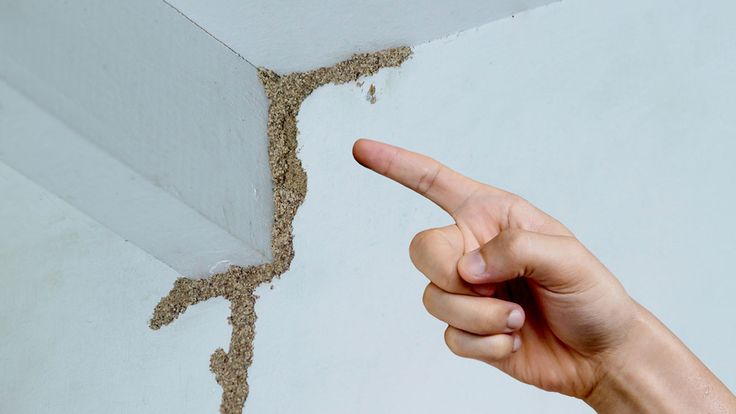 شركة مكافحة نمل أبيض في دبي