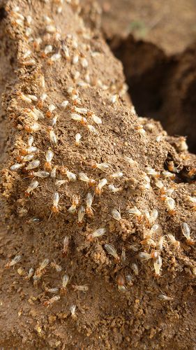 شركة مكافحة نمل أبيض في دبي