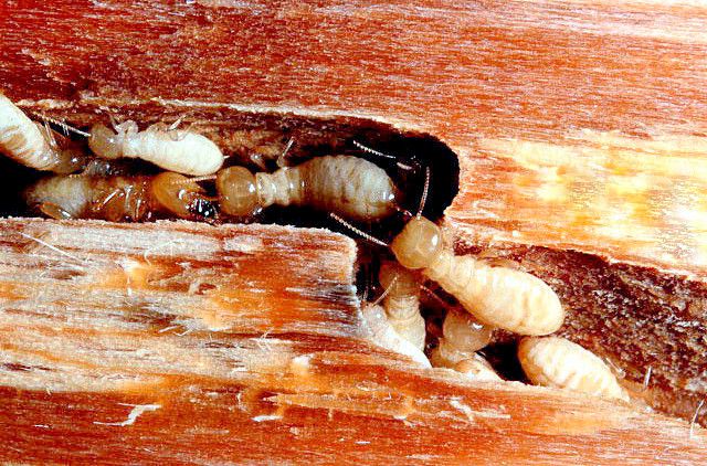 شركة مكافحة نمل أبيض في دبي