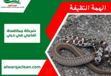 شركة مكافحة أفاعي في دبي