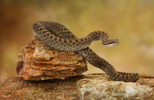 شركة مكافحة أفاعي في دبي