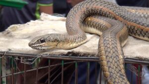 شركة مكافحة أفاعي في دبي