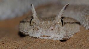 شركة مكافحة أفاعي في دبي