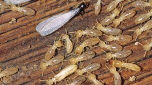 شركة مكافحة الرمة العين