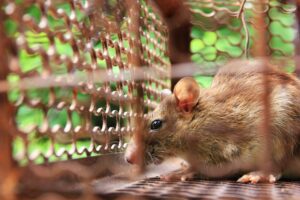 شركة مكافحة فئران الفجيرة