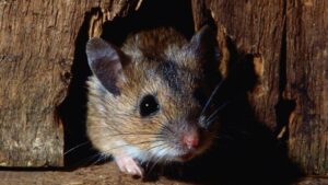 شركة مكافحة فئران الفجيرة