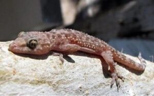 شركة مكافحة وزغ دبي