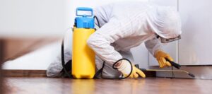 شركة مكافحة صراصير دبي