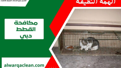 مكافحة القطط دبي