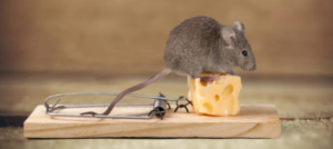 شركة مكافحة فئران دبي