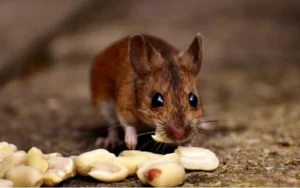 شركة مكافحة فئران