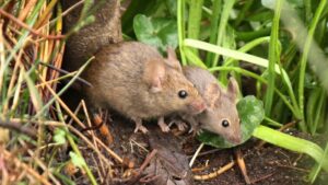 شركة مكافحة فئران دبي