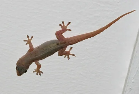 شركة مكافحة وزغ العين