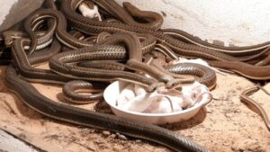 شركة مكافحة ثعابين