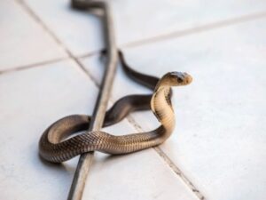 شركة مكافحة ثعابين