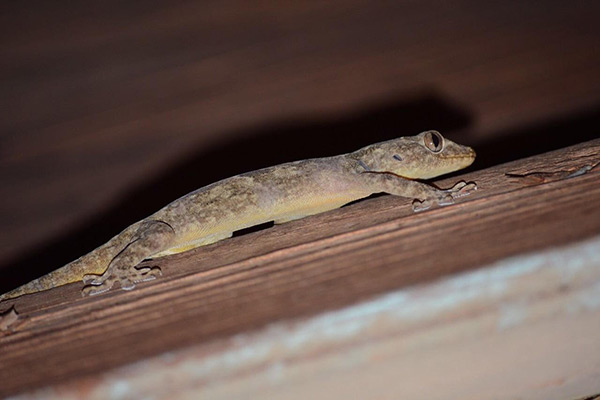 شركة مكافحة طيطار في أبوظبي