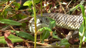 شركة مكافحة أفاعي بأبوظبي