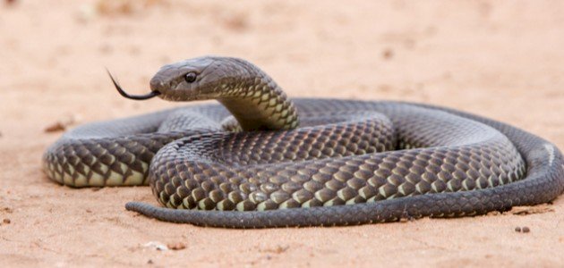 شركة مكافحة أفاعي في رأس الخيمة