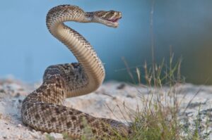 شركة مكافحة أفاعي بأبوظبي