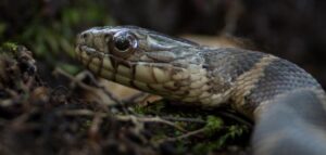 شركة مكافحة أفاعي بأبوظبي