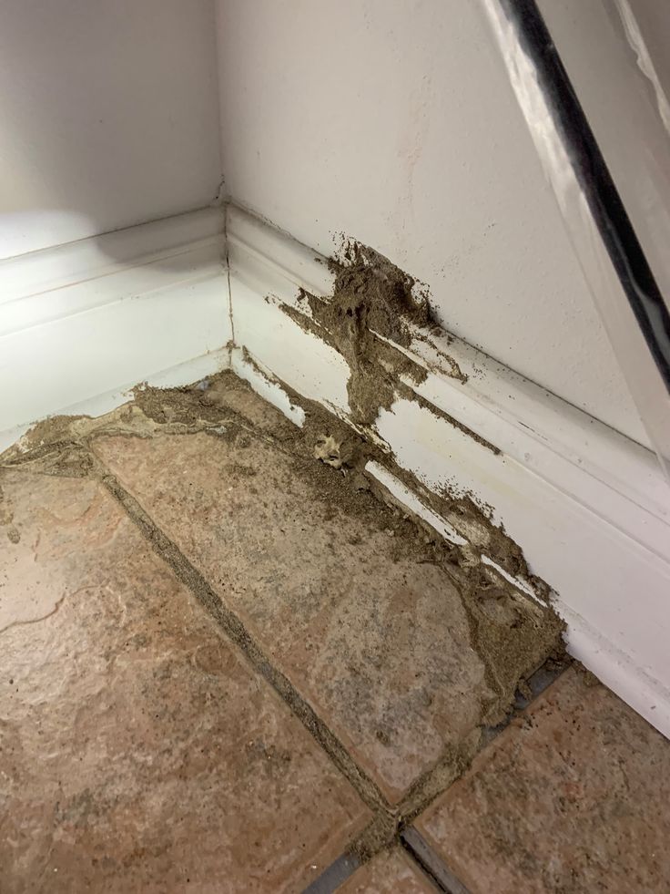 خدمات مكافحة الرمة