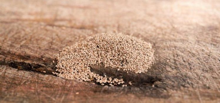 خدمات مكافحة الرمة