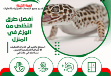 أفضل طرق التخلص من الوزغ في المنزل